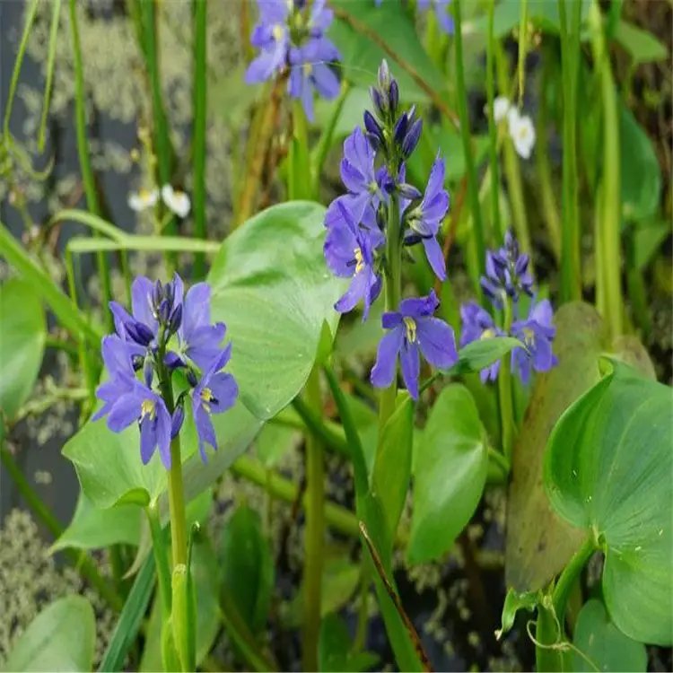 雨久花苗