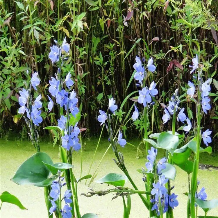 雨久花苗