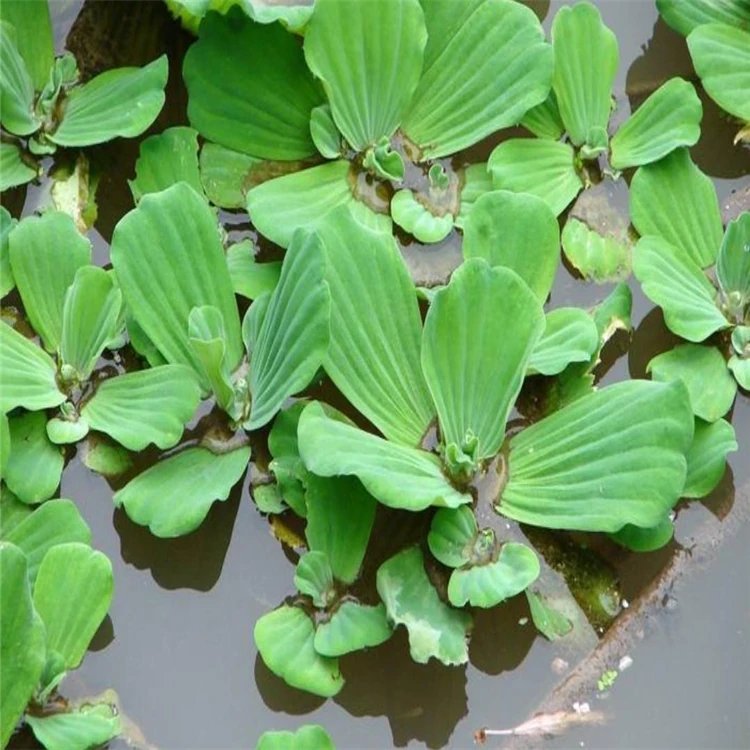 水芙蓉杯苗