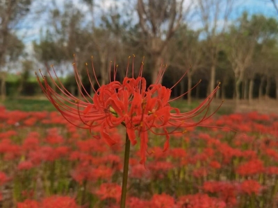 彼岸花種球