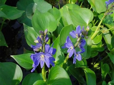 雨久花