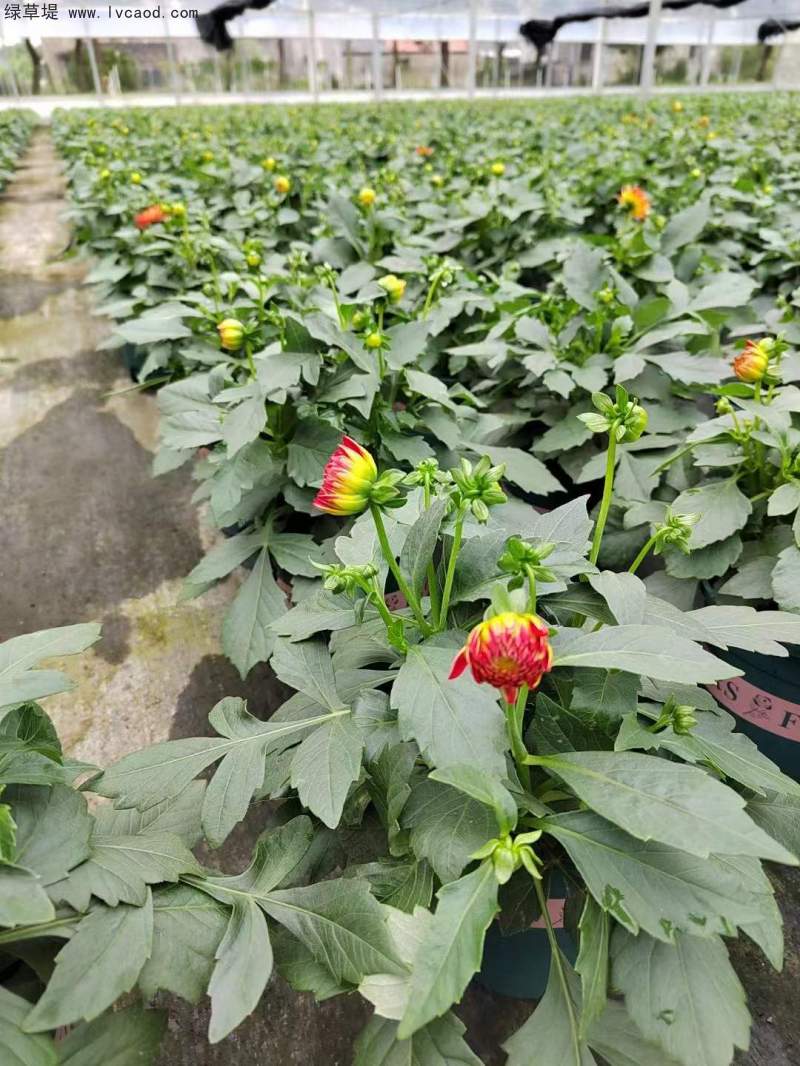 大麗花葉子葉片未開花狀態(tài)