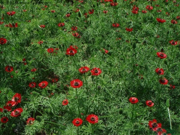 福壽花種子發芽出苗開花圖片